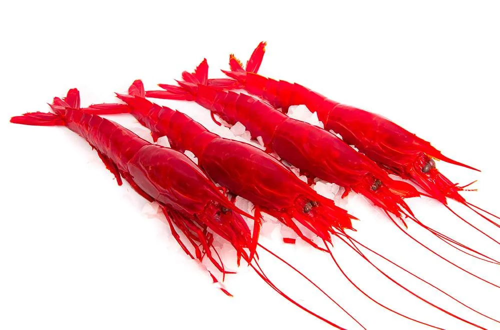 Gambas rojas