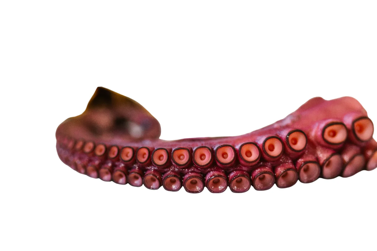 Pata de pulpo